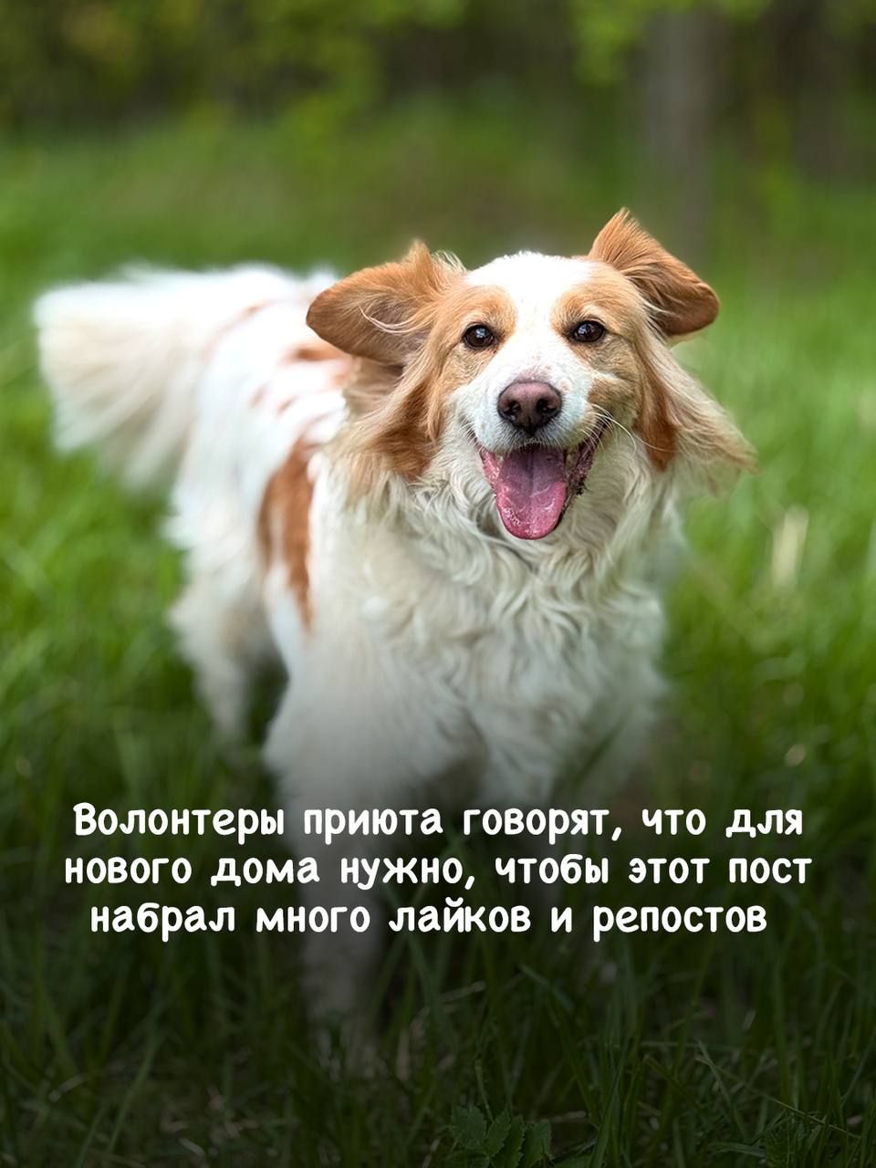 Пушистика Лео бросила бывшая семья, он ищет новый дом в приюте Щербинка 😥 | Приют Щербинка для бездомных животных (собак), Бутово, Москва, ЮЗАО